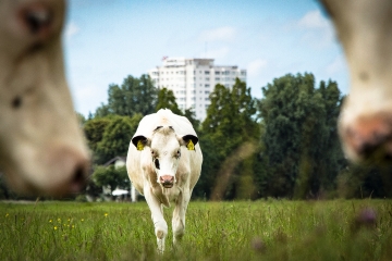 Toolkit Grutsk op ús Greidefûgels voor Friese 2.200 agrariërs 